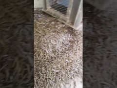 Máy nghiền viên trấu dọc Máy nghiền viên vòng sinh khối 5Ton / H với máy đóng gói