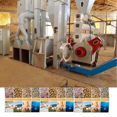 Động vật gia cầm Gà Chăn nuôi gia súc Chuỗi chế biến hạt cho thương mại